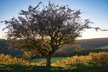 Hill tree silhouette.jpg